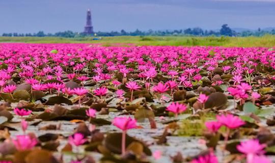 cover Dek Jew Chill Out @ Chiang Khan - Stop by the beautiful Red Lotus Sea before seeing the Sea of Fog at Phu Thok, stay at Chiang Khan Hill Resort with gorgeous view