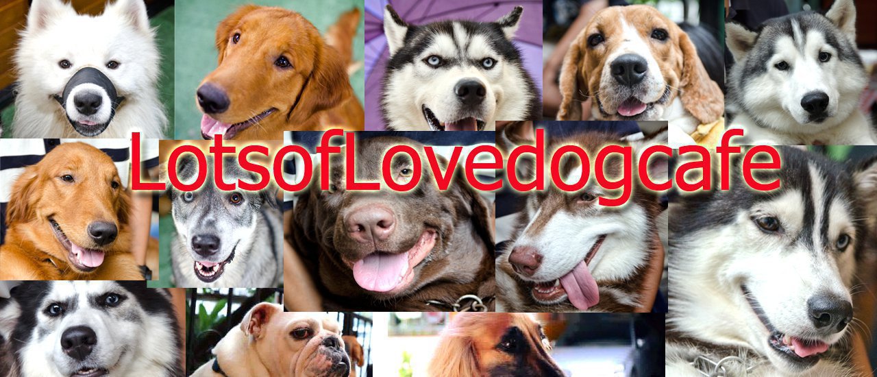 cover Lots Of Love Dog Cafe' คาเฟ่น้องหมาหน้าบ๊องส์