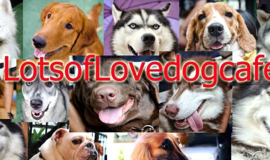 cover Lots Of Love Dog Cafe' คาเฟ่น้องหมาหน้าบ๊องส์