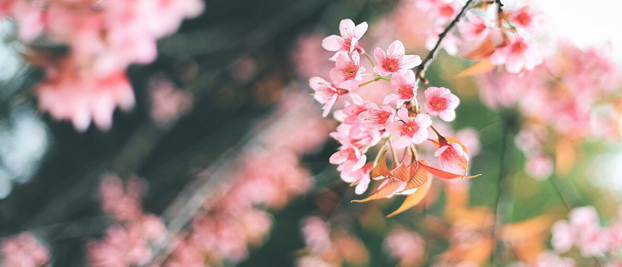 cover Winter is calling... Khun Chang Kian, Doi Ang Kang, Khun Wang (4 days 3 nights budget 5,000 THB)