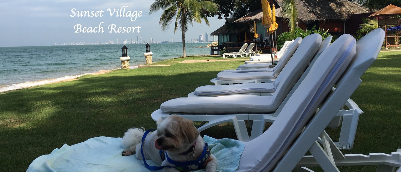 cover พาน้องหมามาพัก Sunset Village Beach Resort