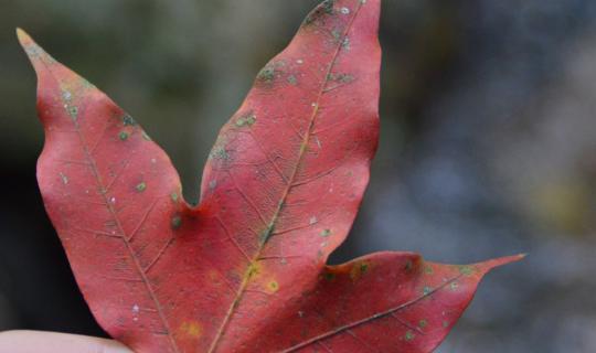 cover ลุยเดี่ยว เที่ยวภูกระดึง (Phukradueng Only Trip)