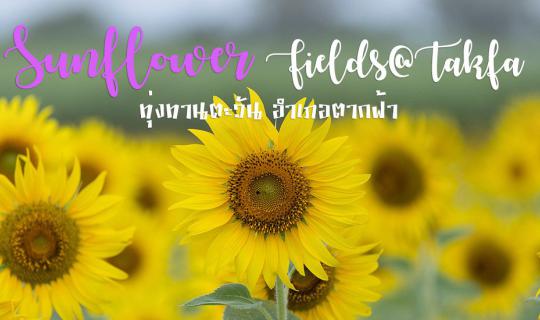 cover ทุ่งทานตะวัน อำเภอตากฟ้า – จิม ทอมป์สัน ฟาร์ม วันเดย์ทริป