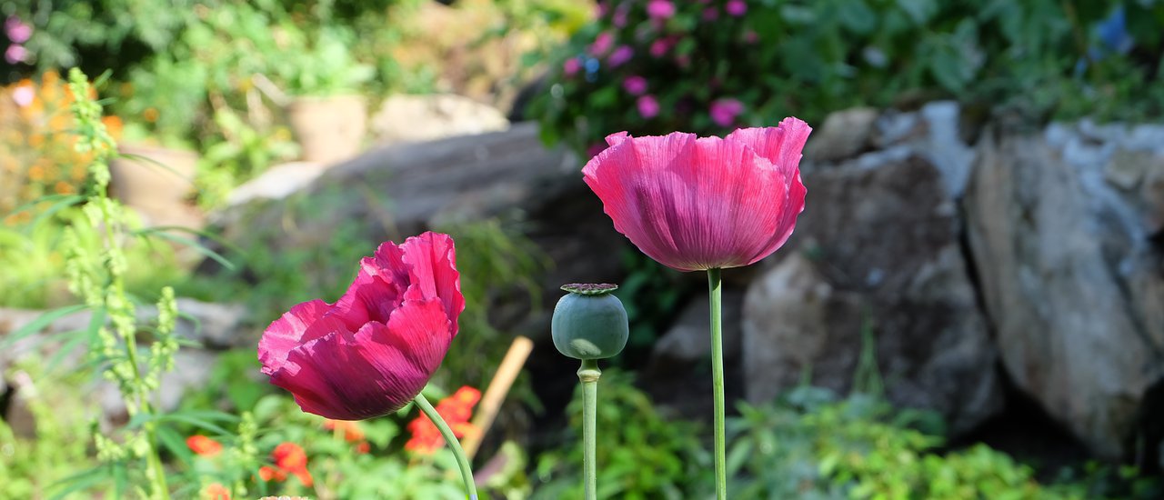 cover One day trip in Chiang Mai 13/12/16 ตอนจบ