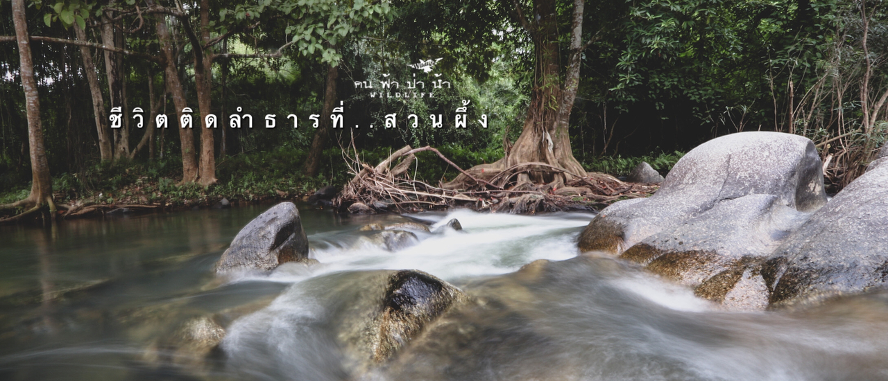 cover ชีวิตติดลำธารที่…สวนผึ้ง