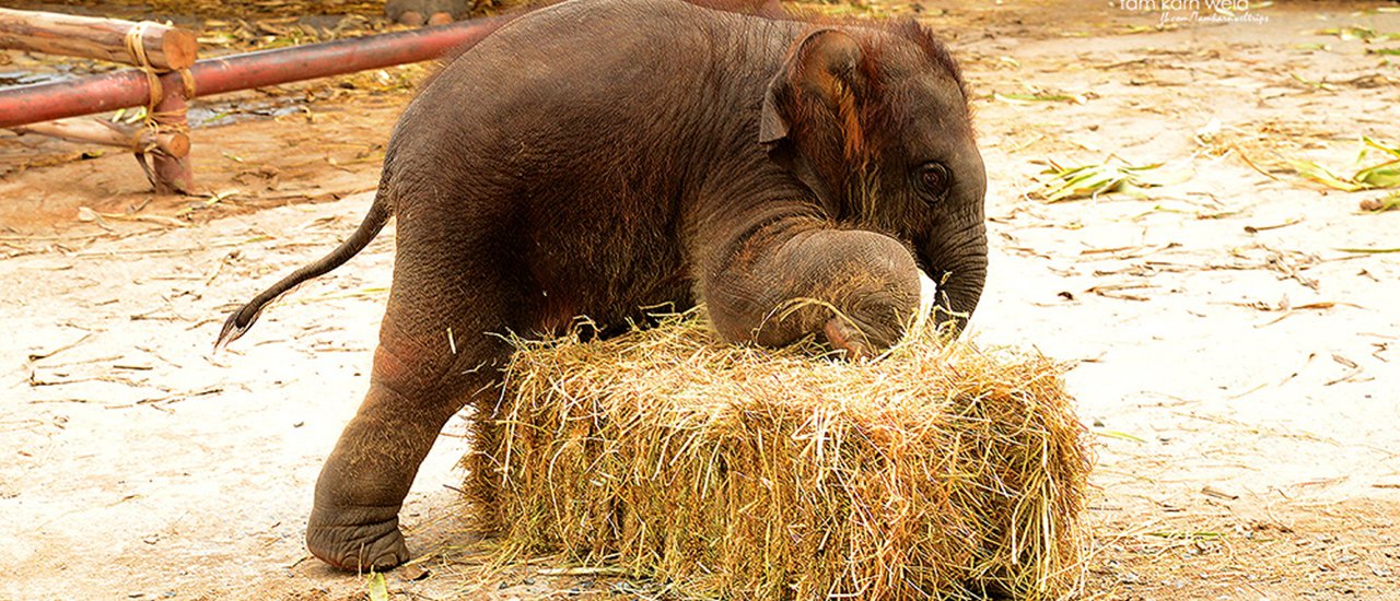 cover (TBA)~ * ~ * ~ * .... Time goes slowly at Ayodhara Village, Thai old style house resort….~ * ~ * ~ *