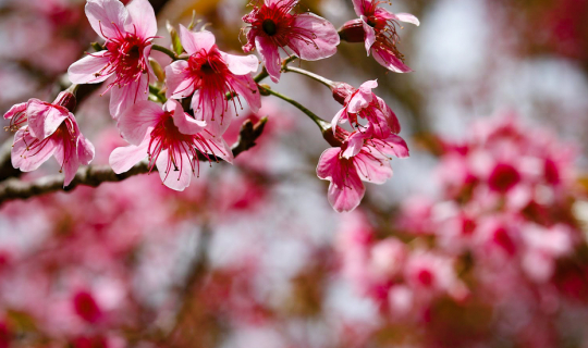 Cover หมู่บ้านร่องกล้า พิษณุโลก...