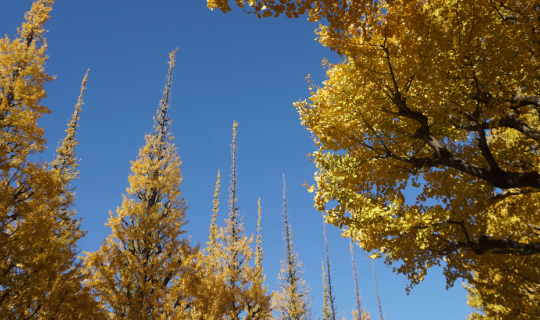 Cover Meiji Jingu Gaien  ต้นแปะก๊วย แห่งแดน โตเกียว...