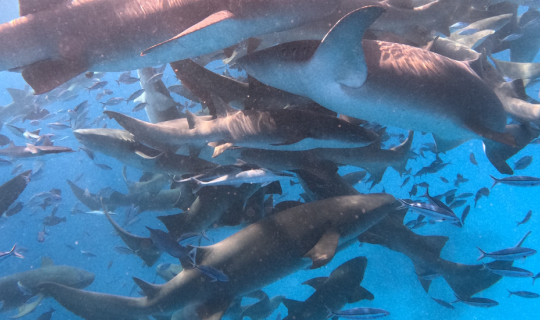 Cover เที่ยวมัลดีฟส์แบบประหยัด ตอนที่ 4 รีวิวเดย์ทริปดำน้ำตื้นทะเลมัลดีฟส์...