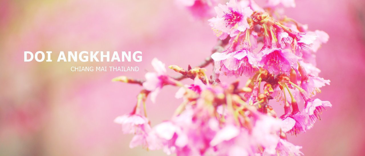 cover A Pink mountain, a Season of Thai Sakura