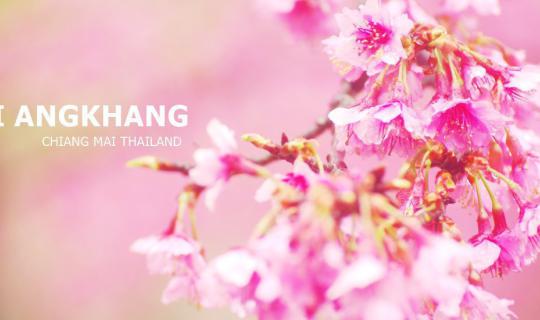 Cover A Pink mountain, a Season of Thai Sakura...