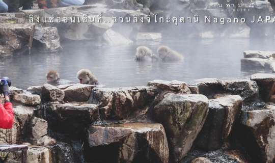 cover ไปดูลิงแช่ออนเซ็นที่ สวนลิงจิโกะคุดานิ Nagano JAPAN