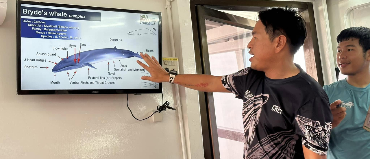 cover วาฬบรูด้าแห่งอ่าวไทย – วันธรรมดาที่เปลี่ยนโลกของฉันไปตลอดกาล