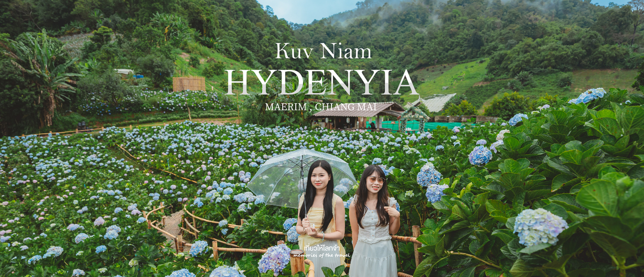 cover กู๋เนียร์ไฮเดรนเยีย - ม่อนแจ่ม เชียงใหม่