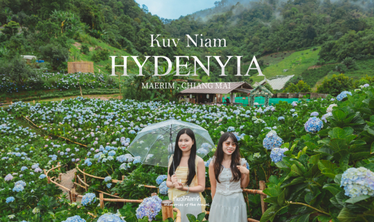 Cover กู๋เนียร์ไฮเดรนเยีย - ม่อนแจ่ม เชียงใหม่...