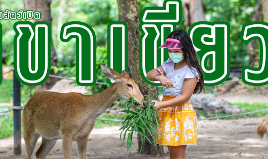 Cover เที่ยว "สวนสัตว์เปิดเขาเขียว" ในวันที่หมูเด้งโตแล้ว...