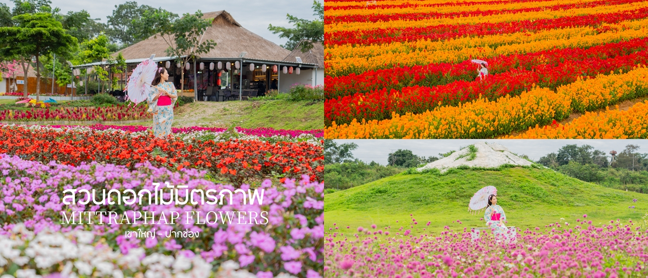 cover สวนดอกไม้หลากสี ริมถนนมิตรภาพ ใกล้เขาใหญ่-ปากช่อง