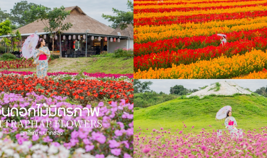 Cover สวนดอกไม้หลากสี ริมถนนมิตรภาพ ใกล้เขาใหญ่-ปากช่อง...