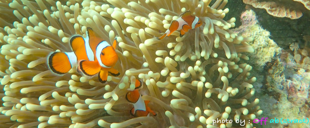 cover ภาระกิจ Finding Nemo ที่เกาะมังกร ทะเลพม่า , เที่ยวระนอง