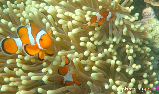 cover ภาระกิจ Finding Nemo ที่เกาะมังกร ทะเลพม่า , เที่ยวระนอง