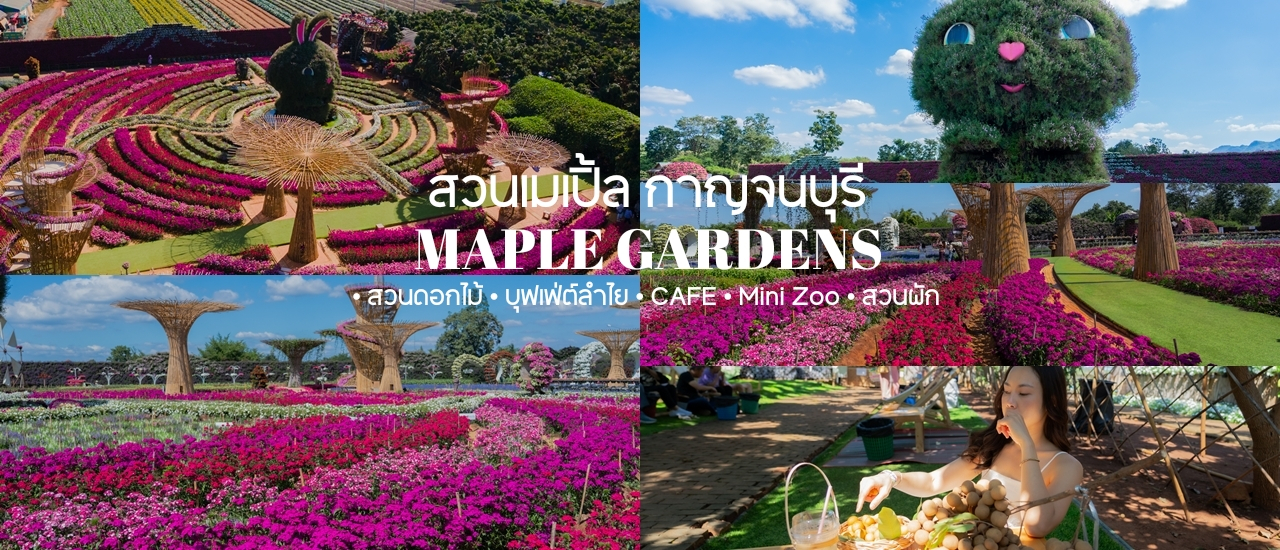 cover สวนดอกไม้ บุฟเฟ่ต์ลำไย ที่เดียวในกาญจนบุรี maple gardens - สวนเมเปิ้ล