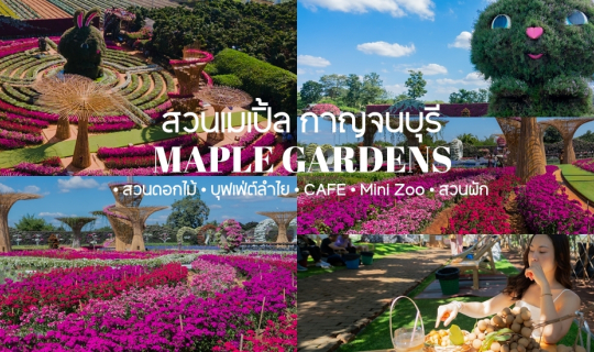 Cover สวนดอกไม้ บุฟเฟ่ต์ลำไย ที่เดียวในกาญจนบุรี maple gardens - สวนเมเปิ้...