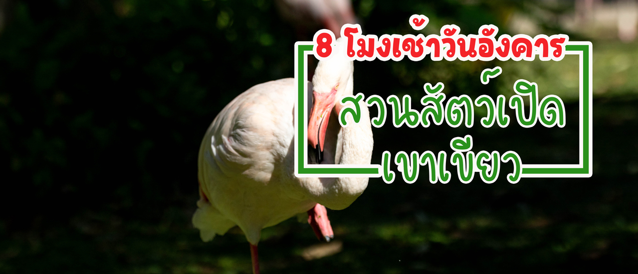 cover 8 โมงเช้า เที่ยว "สวนสัตว์เปิดเขาเขียว
