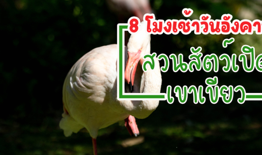 Cover 8 โมงเช้า เที่ยว "สวนสัตว์เปิดเขาเขียว...