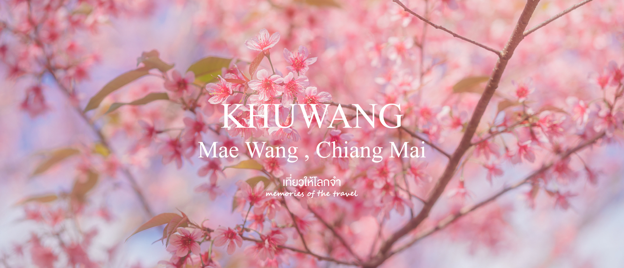 cover อุโมงค์ซากุระขุนวาง จ.เชียงใหม่