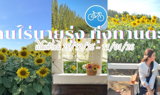 Cover ทุ่งทานตะวัน กาญจนบุรี บ้านไร่นายรุ่ง...