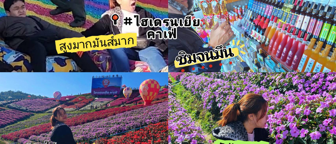 cover #ไฮเดรนเยียคาเฟ่ #เขาค้อ #เพชรบูรณ์ ์