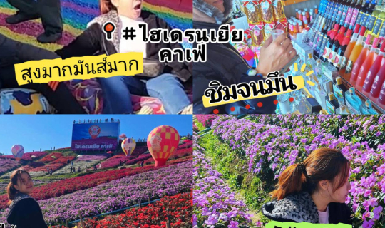 Cover #ไฮเดรนเยียคาเฟ่ #เขาค้อ #เพชรบูรณ์ ์...