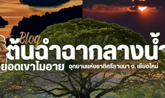 Cover เที่ยวชมต้นฉำฉากลางน้ำ + ยอดเขาโมอาย  |  อ.พร้าว จ.เชียงใหม่ | 2 วัน...