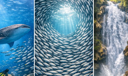 Cover รีวิวแพลนเที่ยว 6 วัน 5 คืน ที่เกาะเซบู ฟิลิปปินส์ ว่ายน้ำกับฉลามวาฬ...