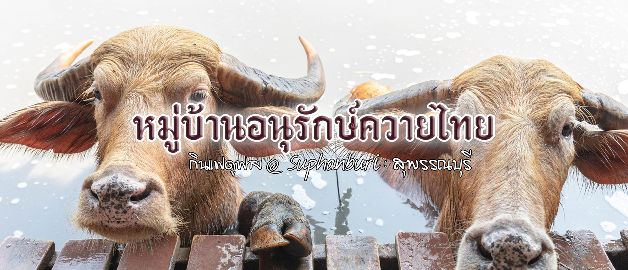 cover หมู่บ้านอนุรักษ์ควายไทย @ สุพรรณบุรี