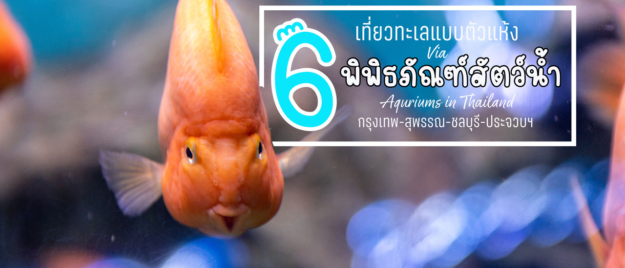 cover เที่ยวทะเลแบบแห้ง ผ่าน "6 พิพิธภัณฑ์สัตว์น้ำ "