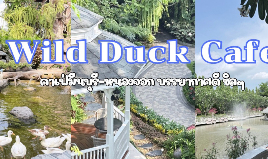 Cover Wild duck cafe คาเฟ่มีนบุรี - หนองจอก เที่ยวชิลๆ ดูเป็ด ทานข้าว ถ่าย...