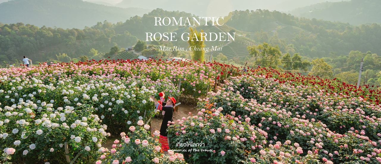 cover สวนกุหลาบโรแมนติกชิดขอบฟ้า
