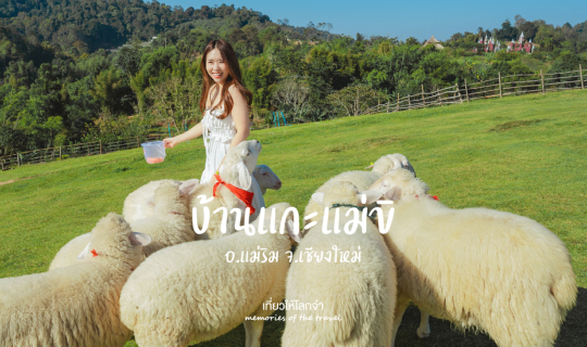 Cover บ้านแกะแม่ขิ ม่อนแจ่ม จ.เชียงใหม่...