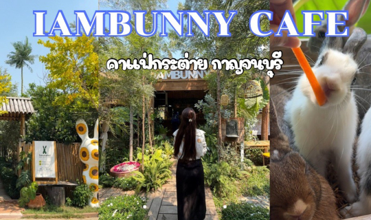 Cover IAMBUNNY CAFE คาเฟ่กระต่าย ที่กาญจนบุรี ติดกับมอเตอร์เวย์ M81...