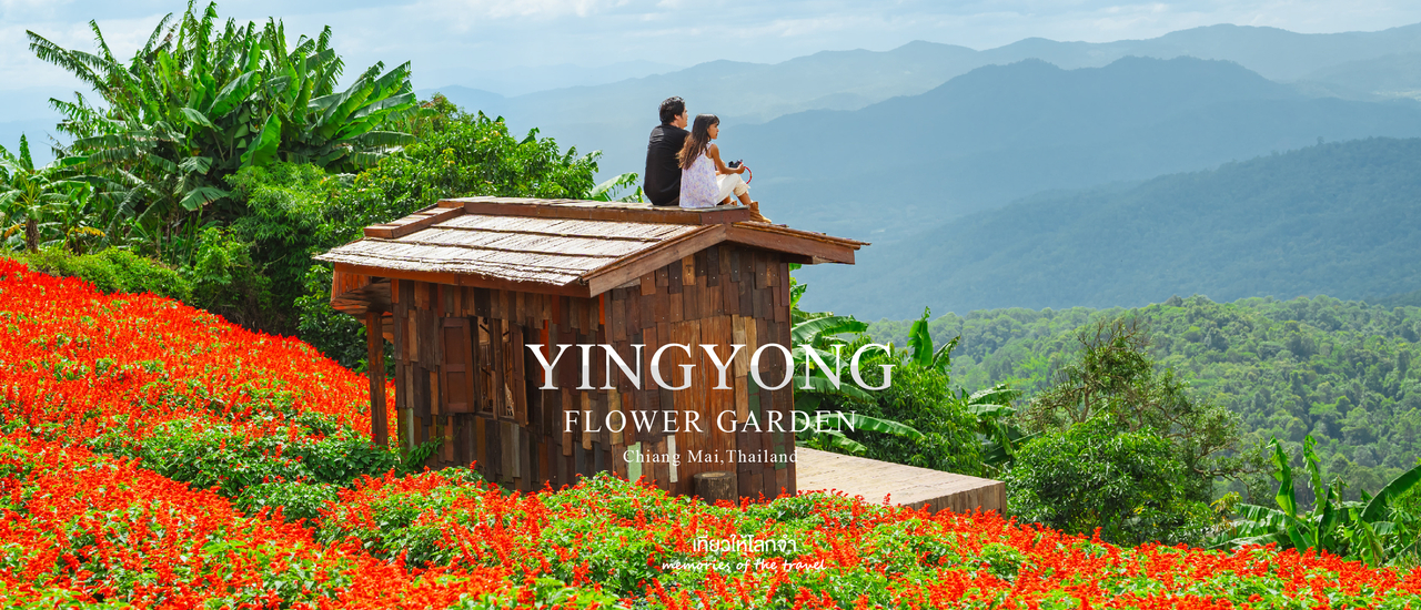 cover ยิ่งยงสวนดอกไม้เปิดแล้วนะ - ม่อนแจ่มเชียงใหม่