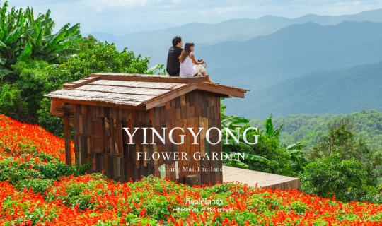 Cover ยิ่งยงสวนดอกไม้เปิดแล้วนะ - ม่อนแจ่มเชียงใหม่...