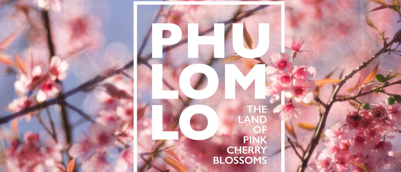 cover << Lazy Coup >> เราขอเทญี่ปุ่น มุ่งสู่ "ภูลมโล" ดินแดนแห่งซากุระเมืองไทย🌸🌸