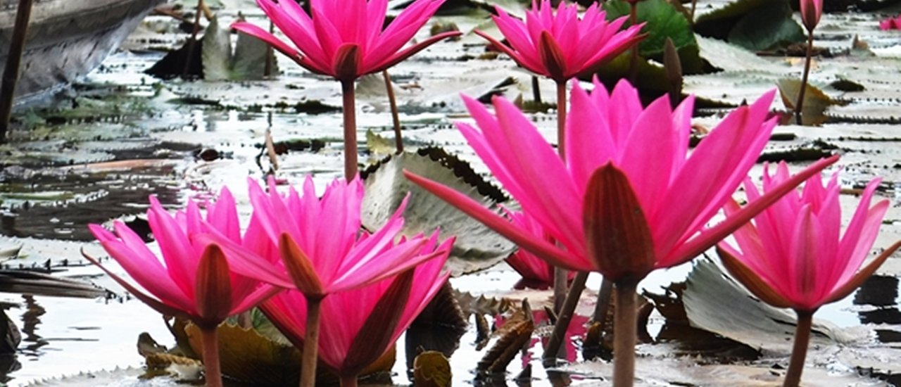 cover Let's get refreshing near Bangkok!!! One-day trip at Red Lotus Lake in Nakhon Nayok, Bamboo Tunnel, and Klong Tam Tao Waterfall