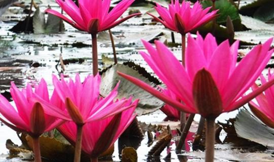 cover Let's get refreshing near Bangkok!!! One-day trip at Red Lotus Lake in Nakhon Nayok, Bamboo Tunnel, and Klong Tam Tao Waterfall