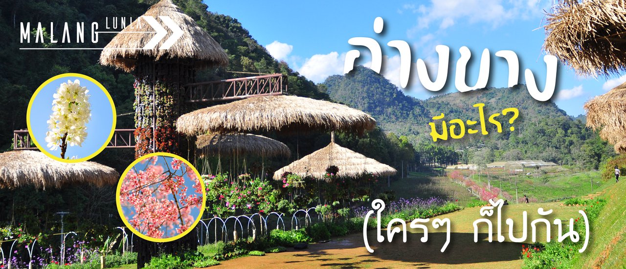 cover ดอยอ่างขางมีอะไร ใครๆ ก็ไปกัน By...Malang ลั้นลา