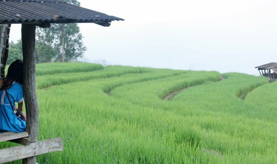 cover #น้องภูพิงค์ตะลอนเที่ยว 4 นาขั้นบันได จ.เชียงใหม่ ###