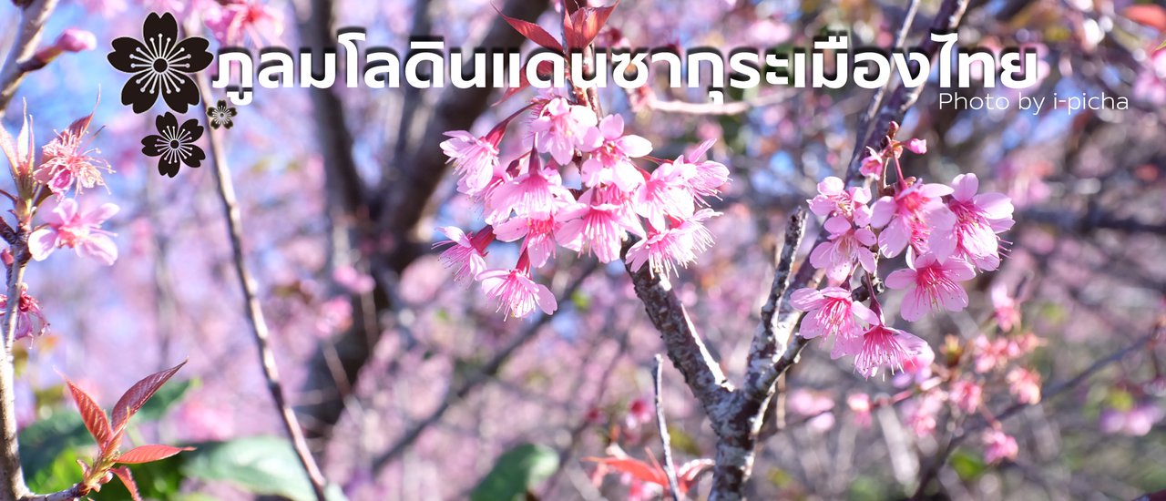 cover ภูลมโล ซากุระแดนสยาม