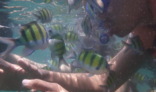 cover Invite friends on internet to travel at Lipe island together