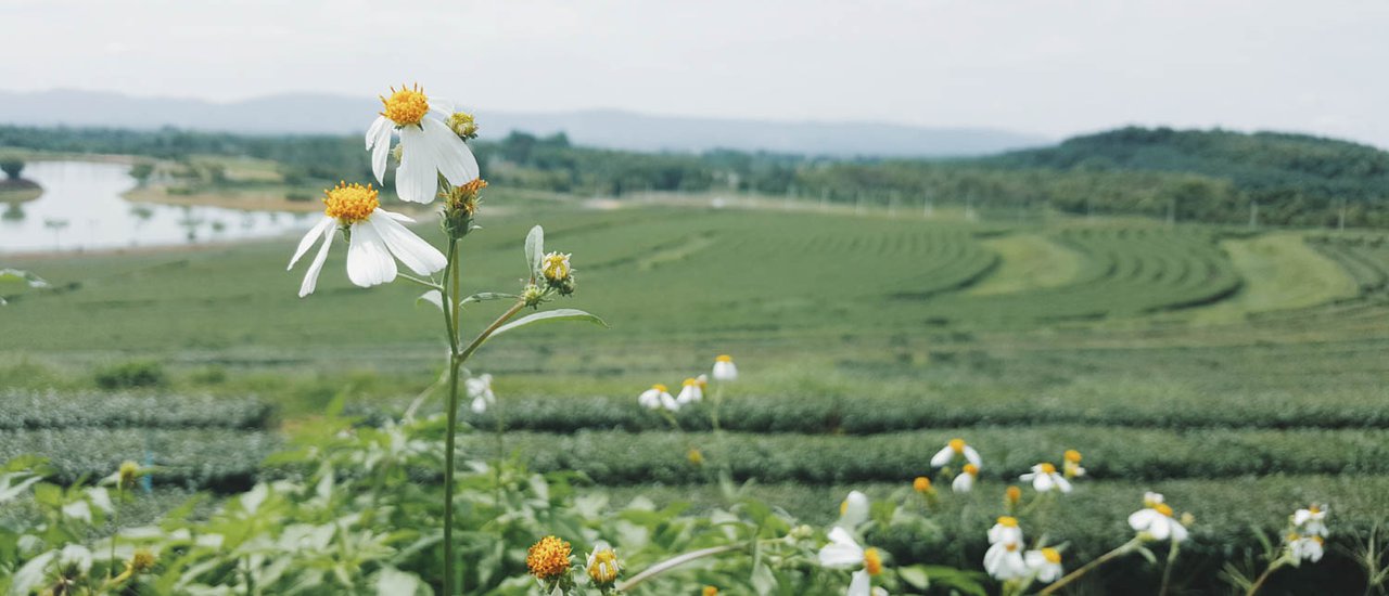 cover Fahpawa* Chapter 2 :: Would you like to come to Chiang Rai?